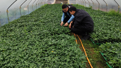 木瓜种植季——蛋白酶源头守护品质，铸就酶好未来