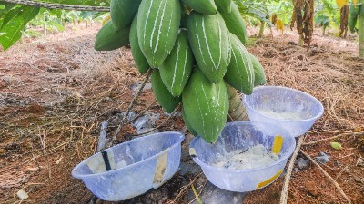 木瓜蛋白酶、风味酶在宠物诱食风味剂中的应用