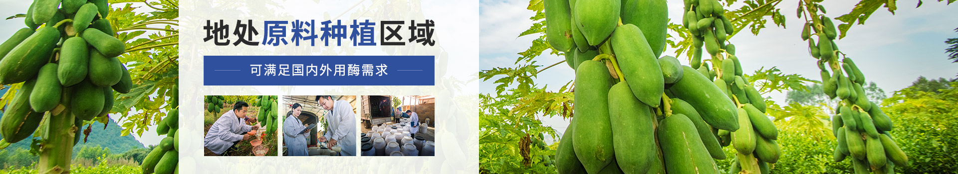 东恒华道木瓜蛋白酶：地处原料种植区域，可满足国内外用酶需求