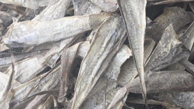 鱼皮胶原蛋白寡肽如何酶解制取及应用领域都有哪些？
